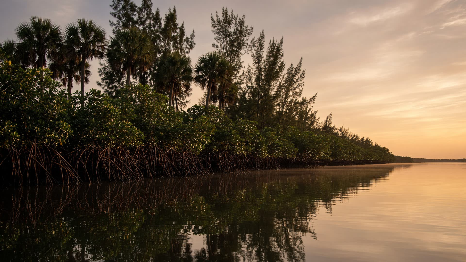 Mangrove estuary at golden hour in Southwest Florida